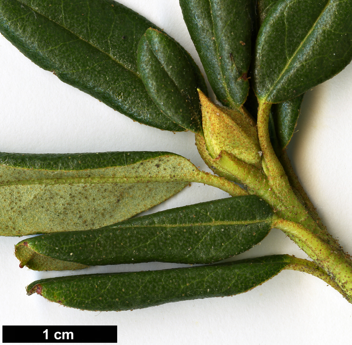 High resolution image: Family: Ericaceae - Genus: Rhododendron - Taxon: anthopogon - SpeciesSub: subsp. hypenanthum 'Annapurna'